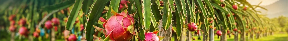 Rows of dragon fruit under cultivation at Infinity Circles